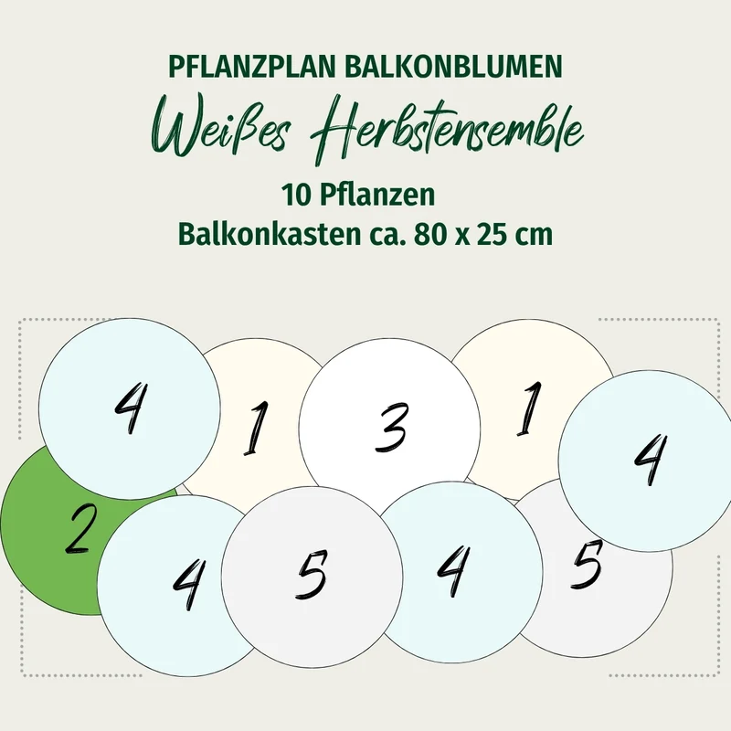 Balkonblumen "Weißes Herbstensemble"