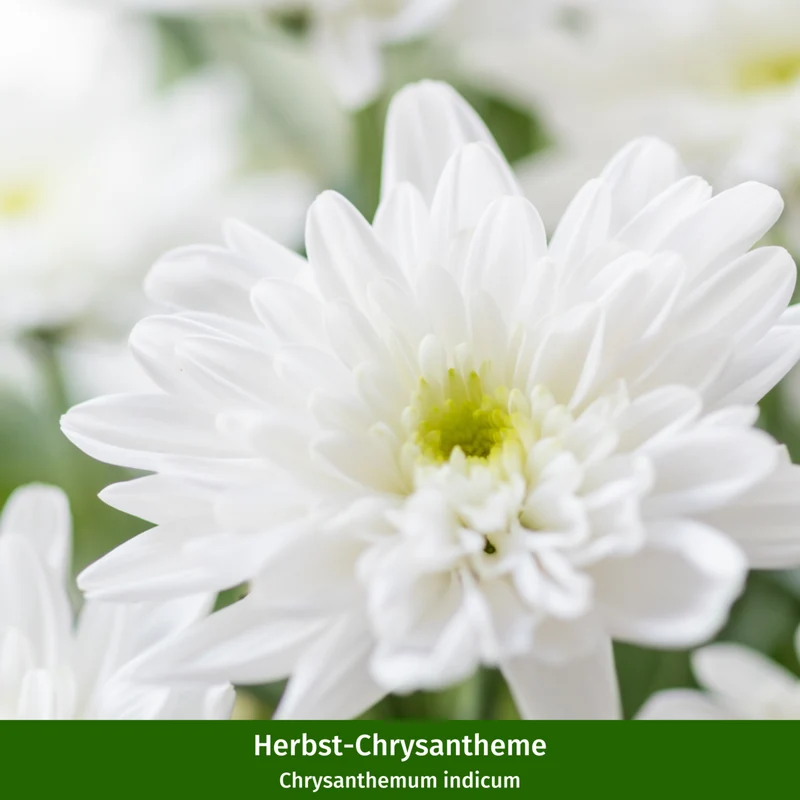Balkonblumen "Weißes Herbstensemble"
