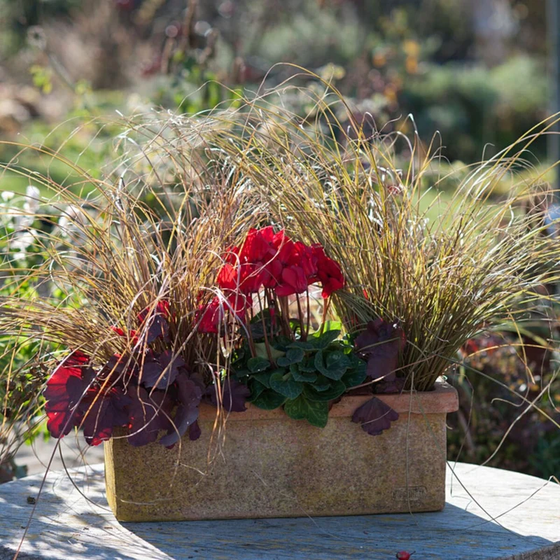 Balkonblumen "Herbstfeuer in Rot"