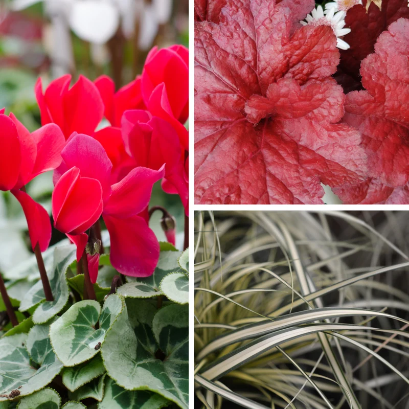 Balkonblumen "Herbstfeuer in Rot"