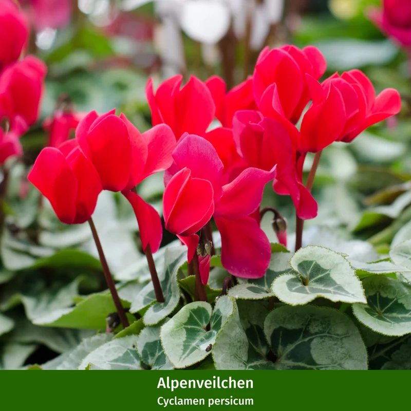 Balkonblumen "Herbstfeuer in Rot"