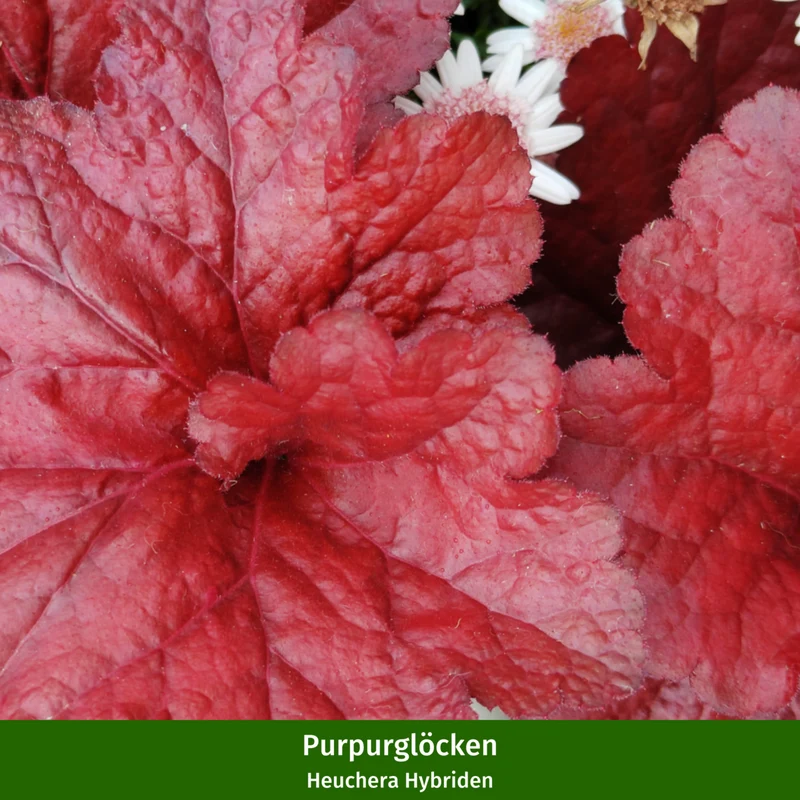 Balkonblumen "Herbstfeuer in Rot"