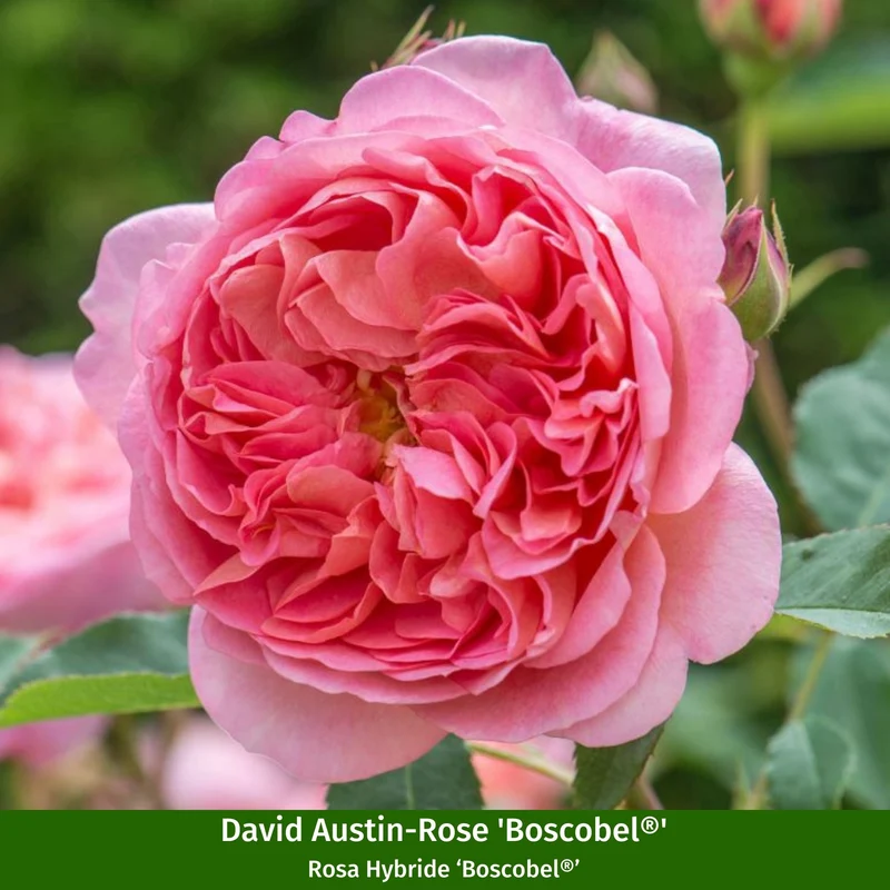 Besondere David Austin®-Rosen