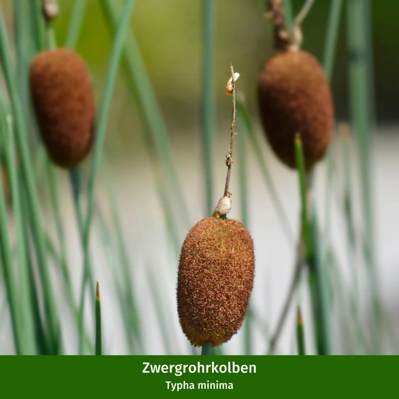 Terrassenteich Beflanzung