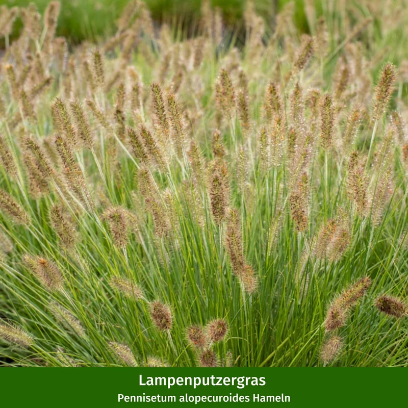 Gräser "Kleingarten Oase"