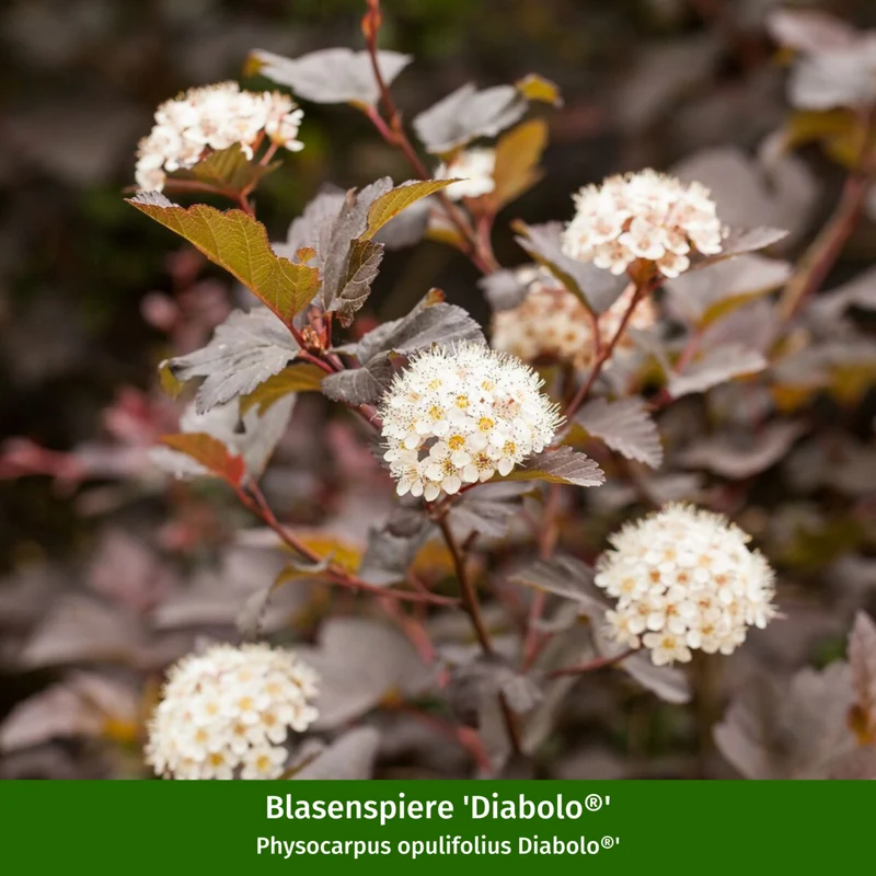 Naturnahe Vogelhecke