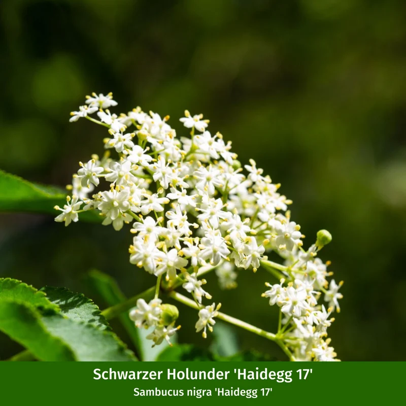 Naturnahe Vogelhecke