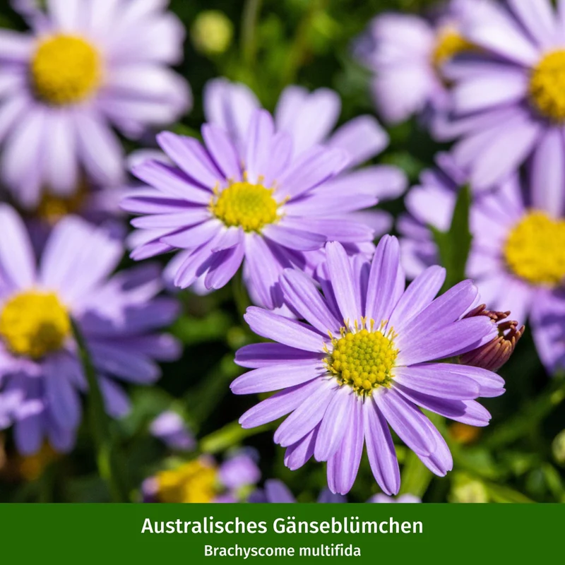 Balkonblumen "Farbenfrohe Gänseblümchen"