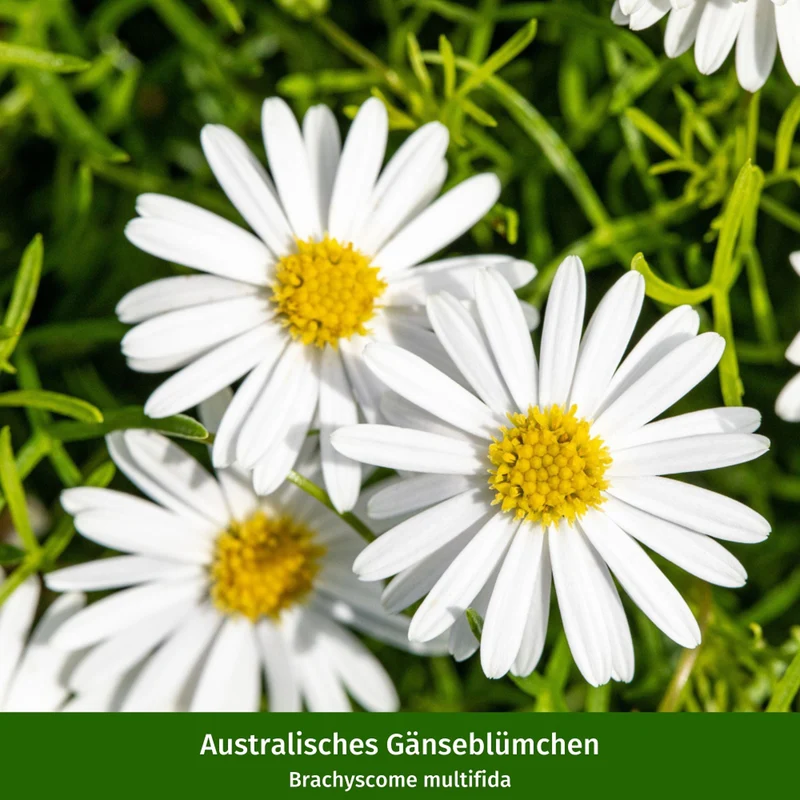 Balkonblumen "Farbenfrohe Gänseblümchen"