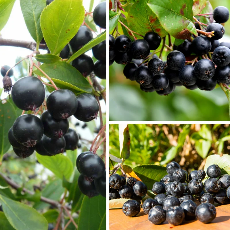 Apfelbeeren im Set