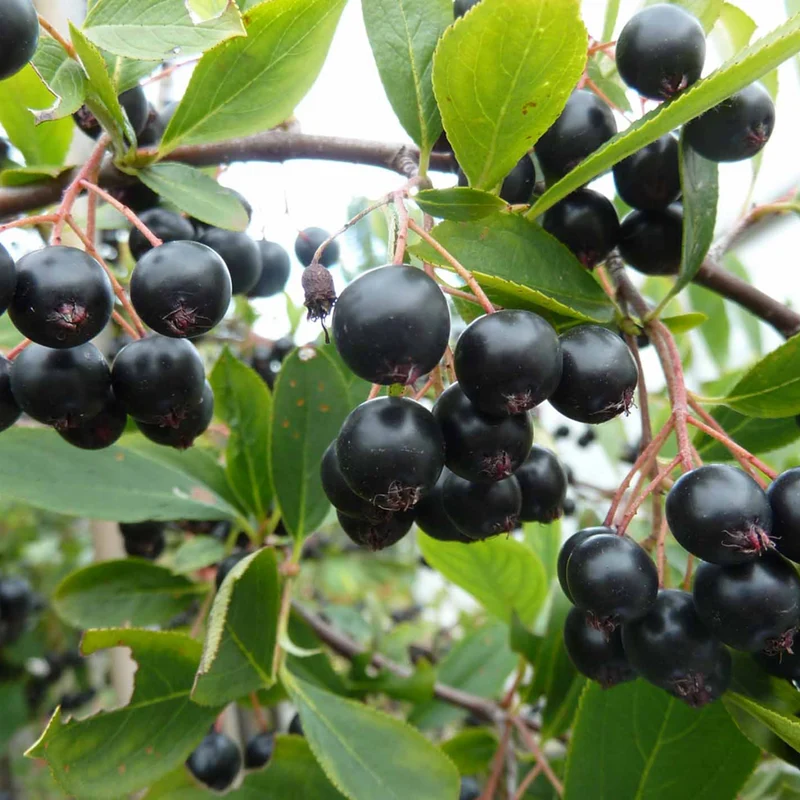 Apfelbeeren im Set