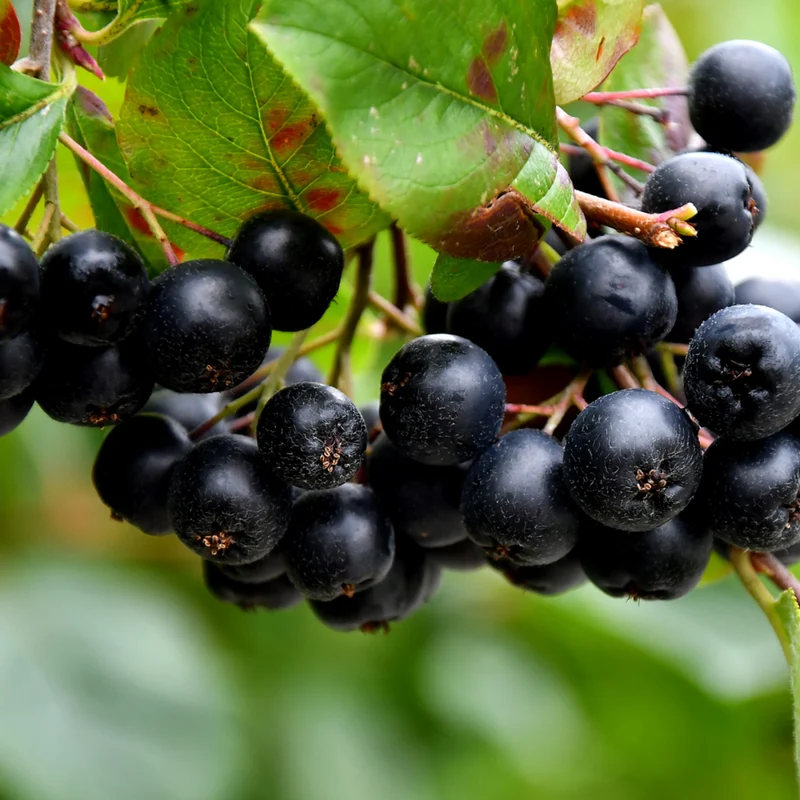 Apfelbeere 'Nero'