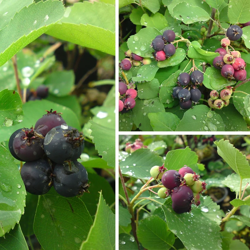 Erlenblättrige Felsenbirne 'Greatberry®'