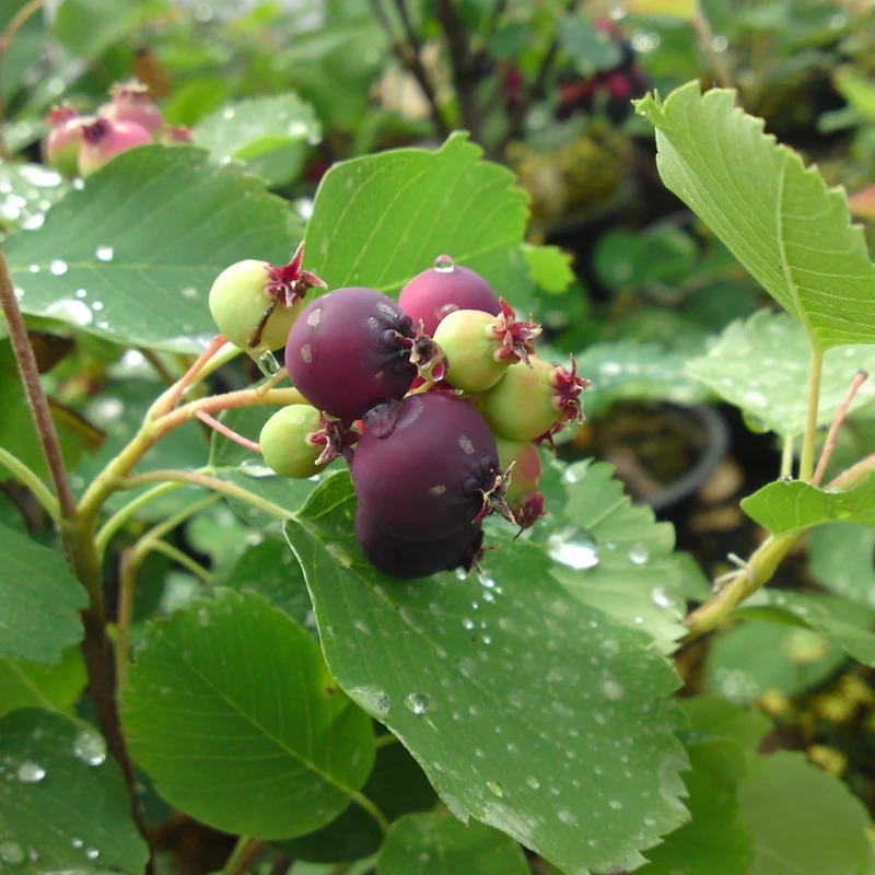 Erlenblättrige Felsenbirne 'Greatberry®'