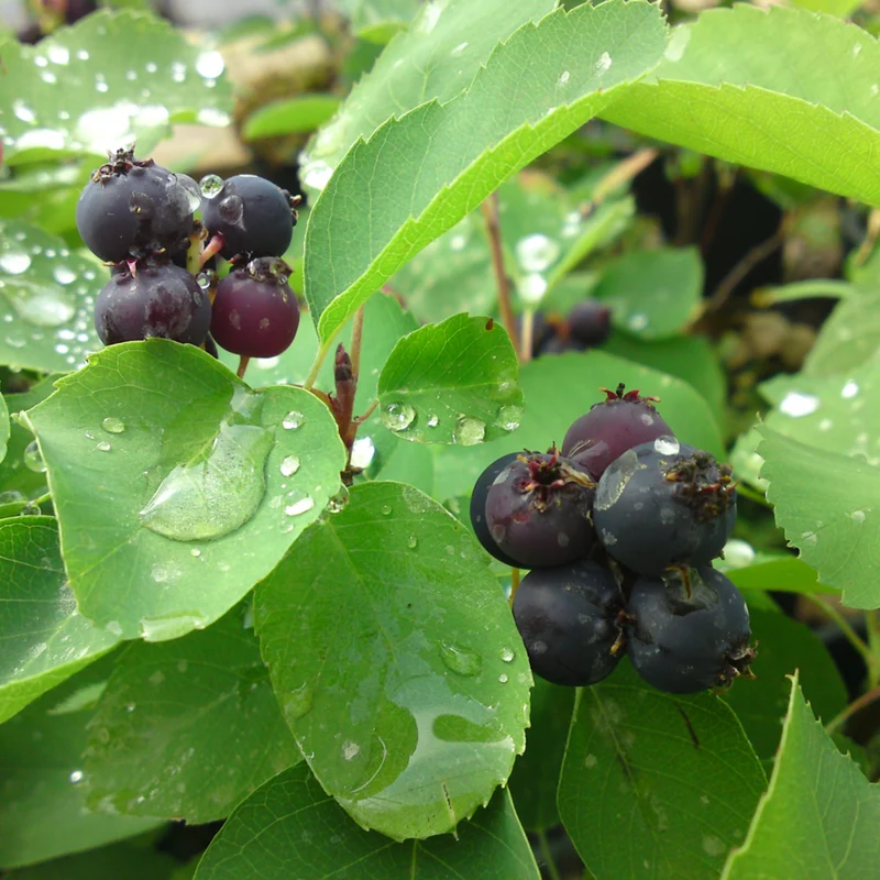 Erlenblättrige Felsenbirne 'Greatberry®'