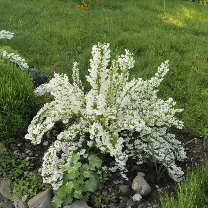 Ziergehölz-Set "Frühsommerliche Dufthecke", 3 Pflanzen