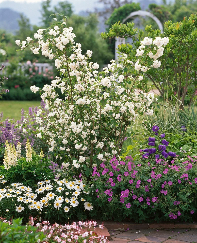 Ziergehölz-Set "Frühsommerliche Dufthecke", 3 Pflanzen