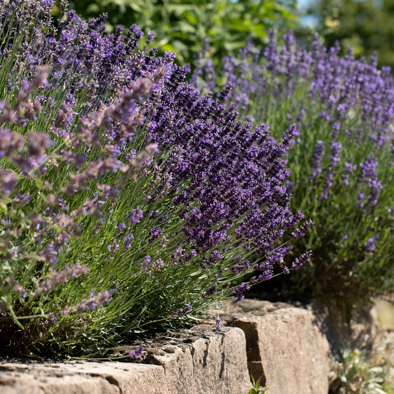 Lavendelhecke
