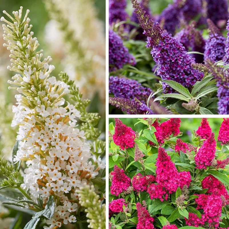 Sommerflieder®, 3 Pflanzen