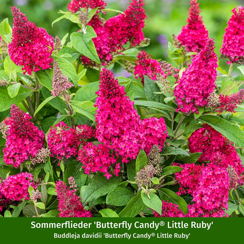 Sommerflieder®, 3 Pflanzen