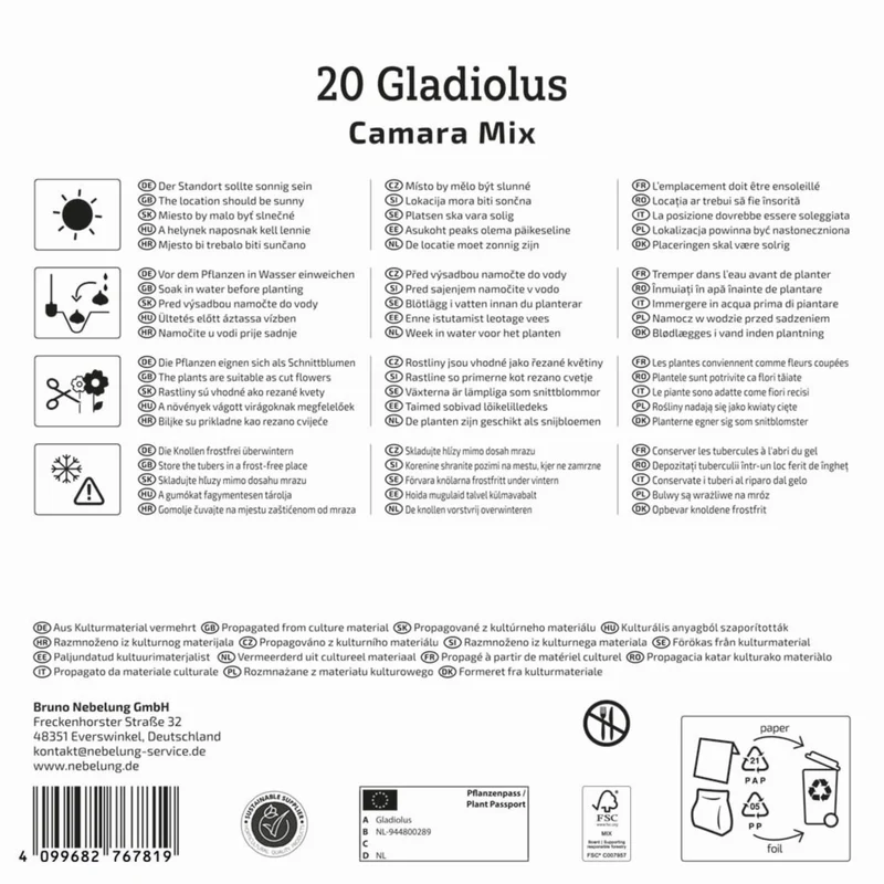 Kiepenkerl Gladiolen "Camara Mix", Mega-Pack