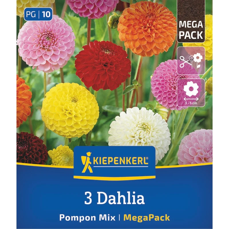 Kiepenkerl Pompon-Dahlien Mischung, Mega-Pack