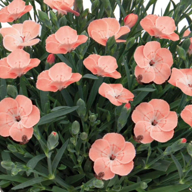 Gartennelke 'Peach Party®'