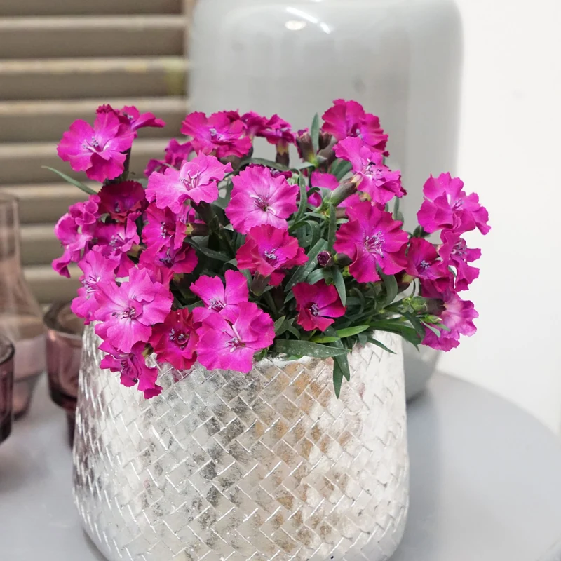 Gartennelke 'Scully®'