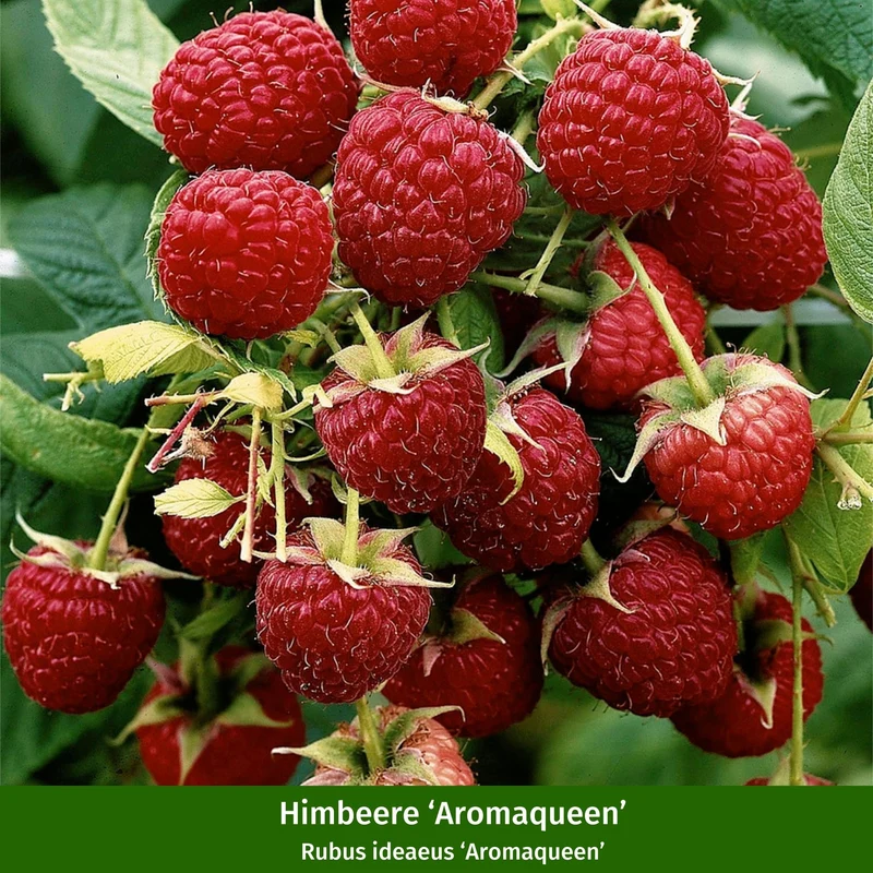 Bio-Obst Himbeere 'Fallgold' und 'Aromaqueen', 2 Pflanzen