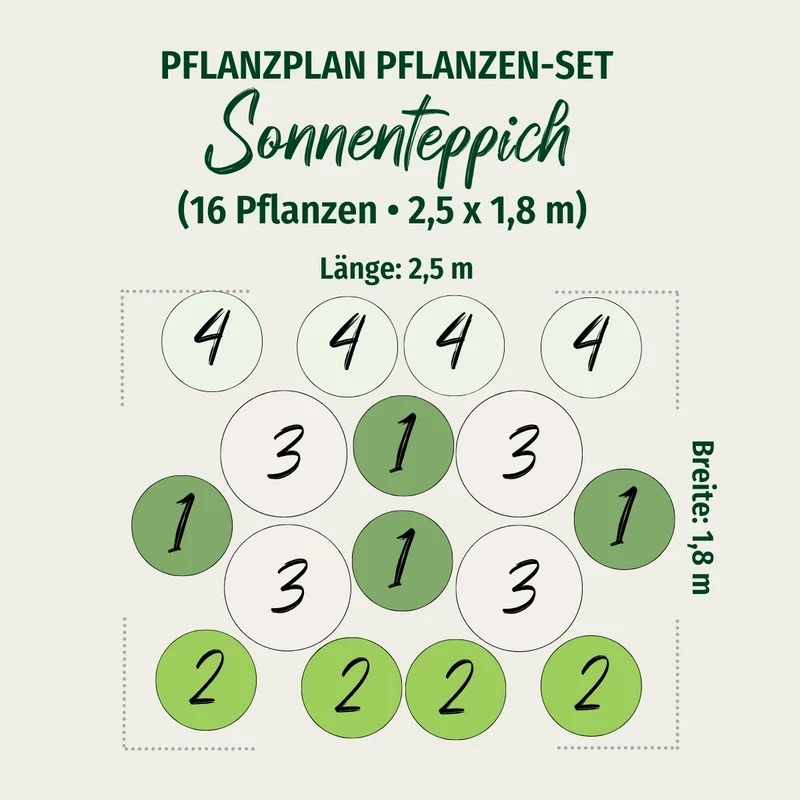 Bodendeckergräser "Sonnenteppich"