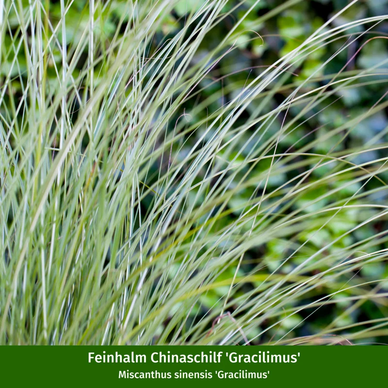 Gräser "Indian Summer", 8 Pflanzen