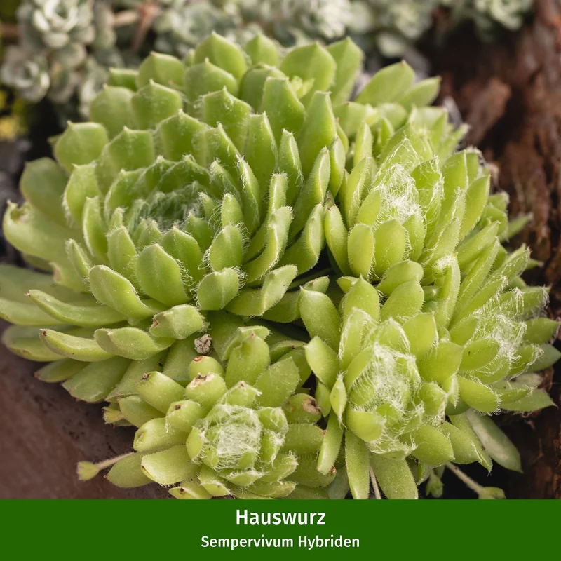 Hauswurz-Set