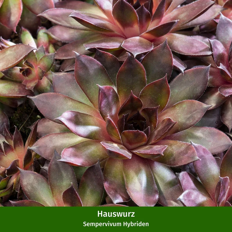 Hauswurz-Set