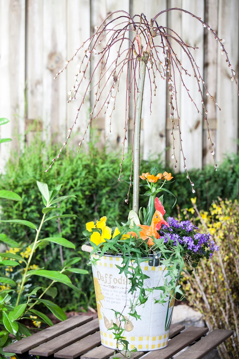 Hängekätzchenweide 'Pendula'