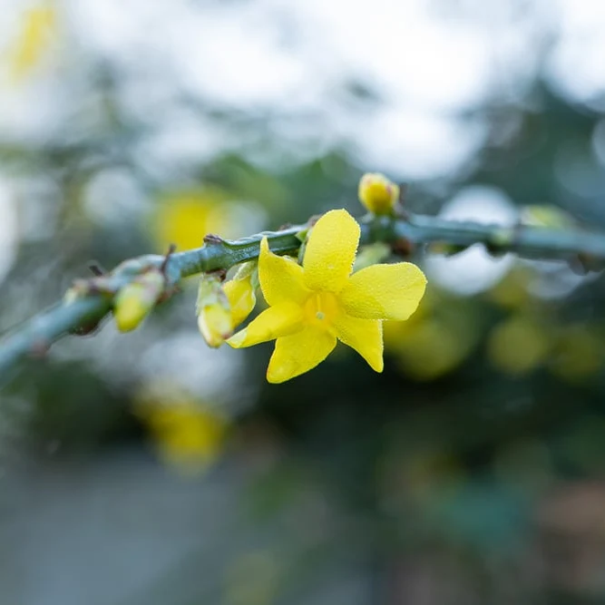 Winterjasmin