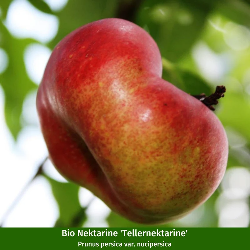 Bio-Obst Nektarine & Pfirsich, 2 Pflanzen