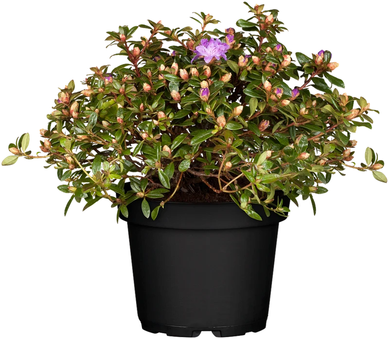 Zwerg-Rhododendron 'Moerheimii'