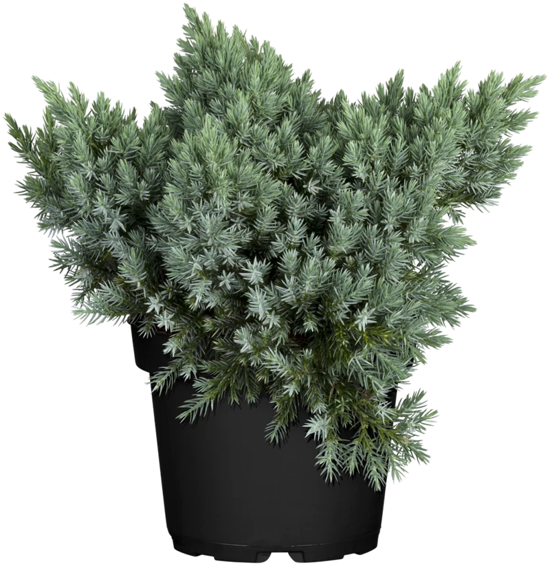 Blauer Zwerg-Wachholder 'Blue Star'