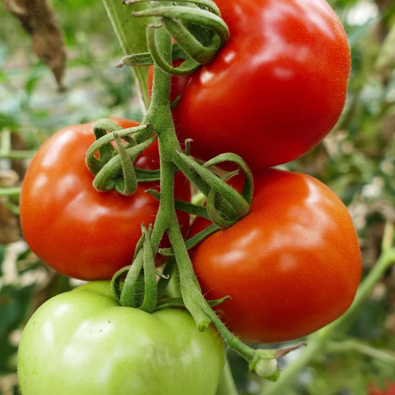 Tomate 'Ferline', F1