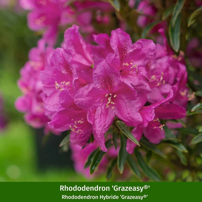 Rhododendron-Set "Farbenstarker Auftritt", 5 Pflanzen