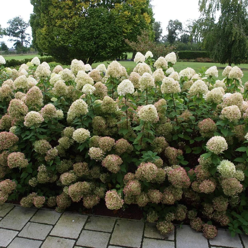 Rispenhortensien-Set 'Limelight®', 6 Pflanzen