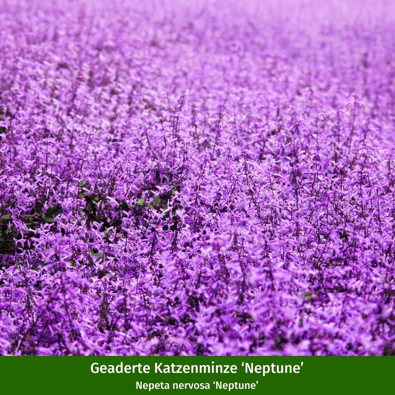 Staudenbeet "Pflegeleichter Gartentraum"