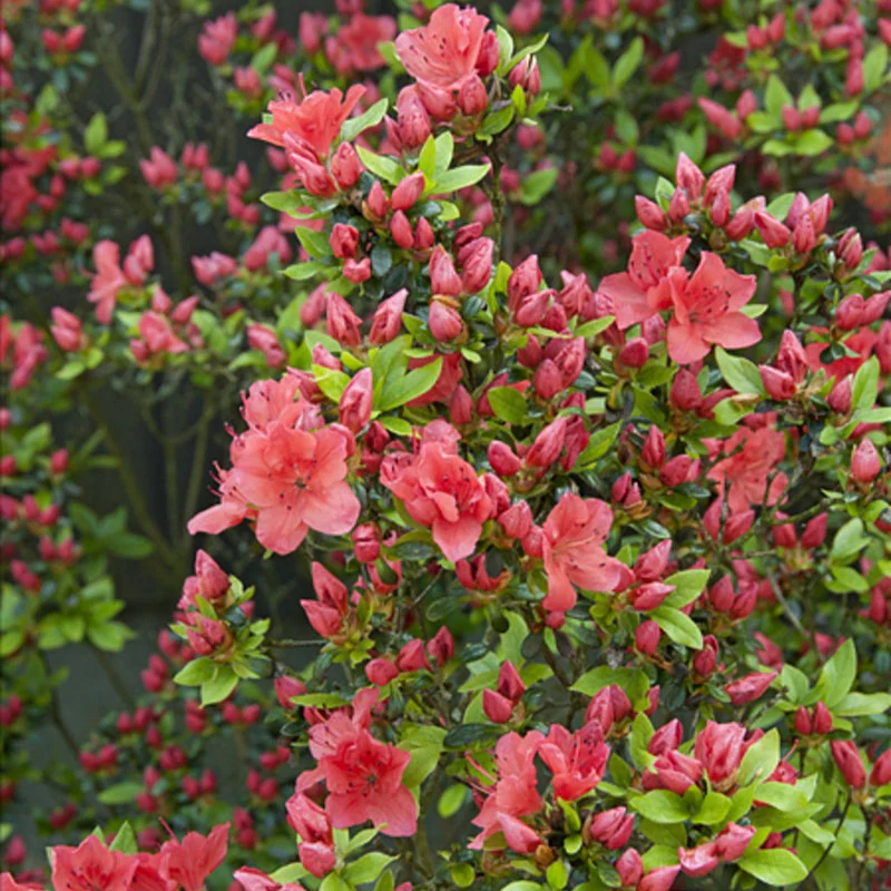 Japanische Azalee