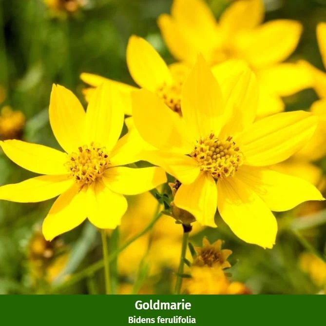 Balkonblumen "Sonnige Farbkontraste"