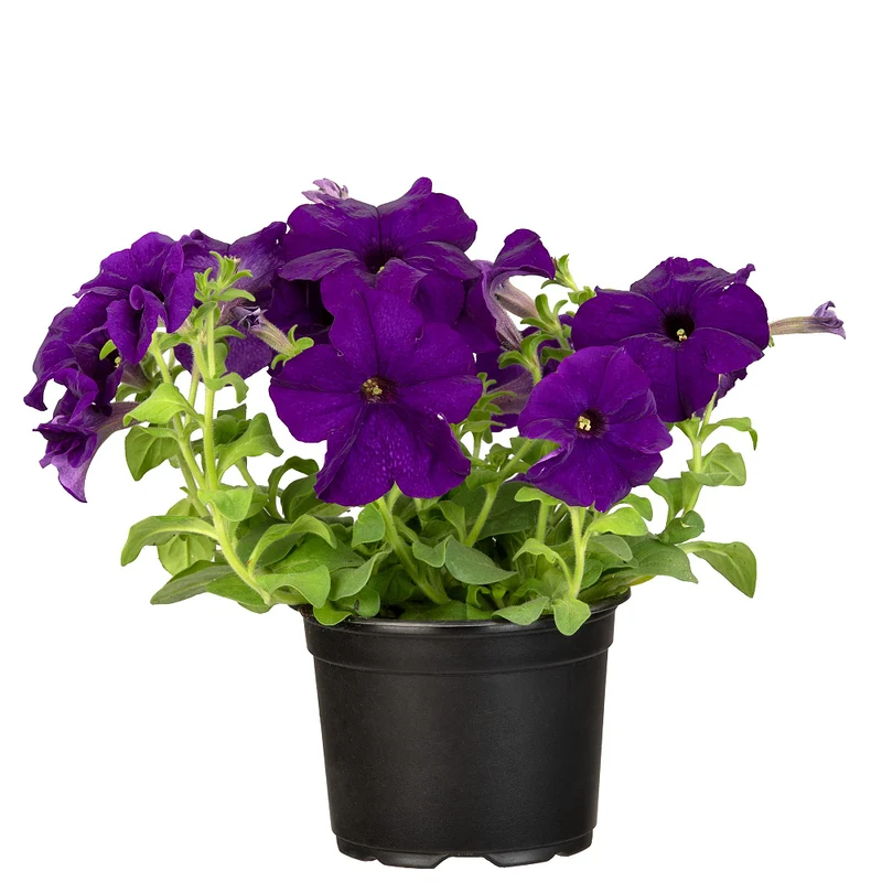 Balkonblumen "Sonnige Farbkontraste"