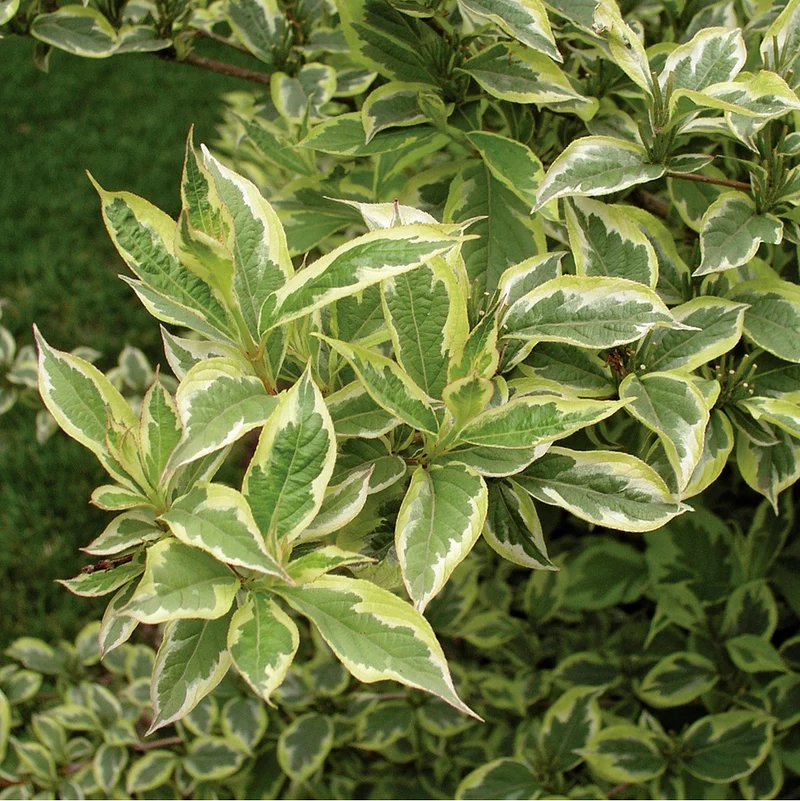 Zwergweigelie 'Nana Variegata'