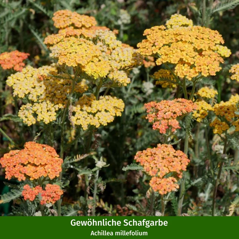 Staudenbeet "Robuster Trockenkünstler"
