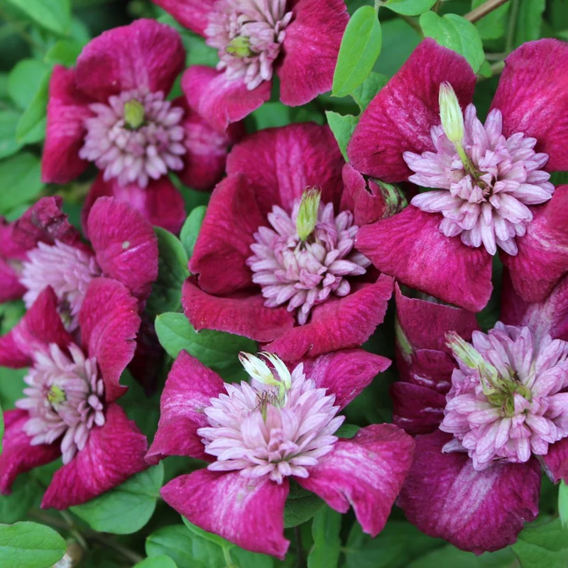 Clematis 'Avant-garde®'