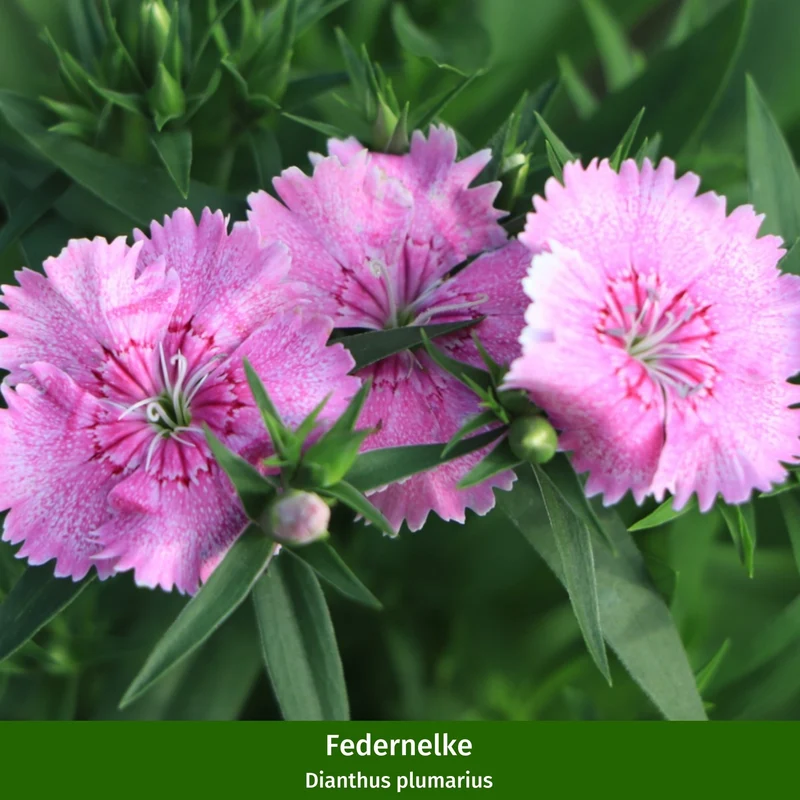 Staudenbeet "Pflegeleichter Gartentraum"