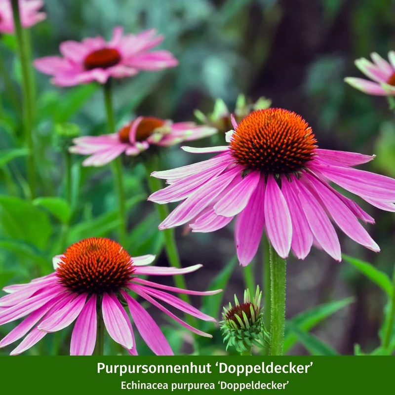 Staudenbeet "Wilde Nektar-Oase"
